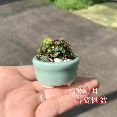 日本姬虎耳草盆栽假山绿植苔藓微景观植物水景盆栽小清新掌上把玩