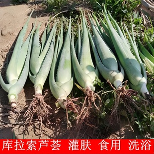 芦荟盆栽美容可食用芦荟四季植物室内净空气芦荟苗盆栽灌肤叶鲜片