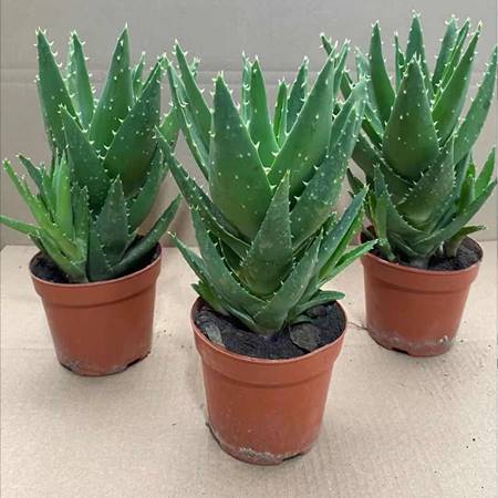 芦荟盆栽多肉植物不夜城芦荟盆栽室内阳台花卉不夜城芦荟老桩绿植