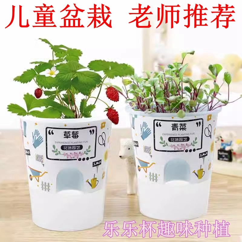 种植盆栽幼儿园发芽种植盆栽图片