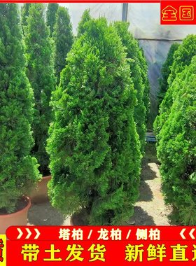 包活柏树苗松柏塔柏树苗侧柏树苗圆柏塔松树苗 龙柏树苗 墓地柏树