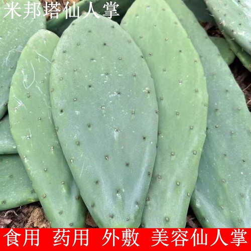 新鲜米邦塔食用仙人掌多肉植物嫁接药用内服外敷美容室内净化空气