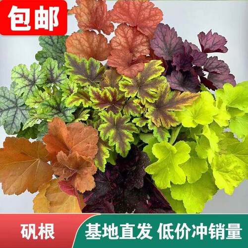 绿植阳台四季组合矾根