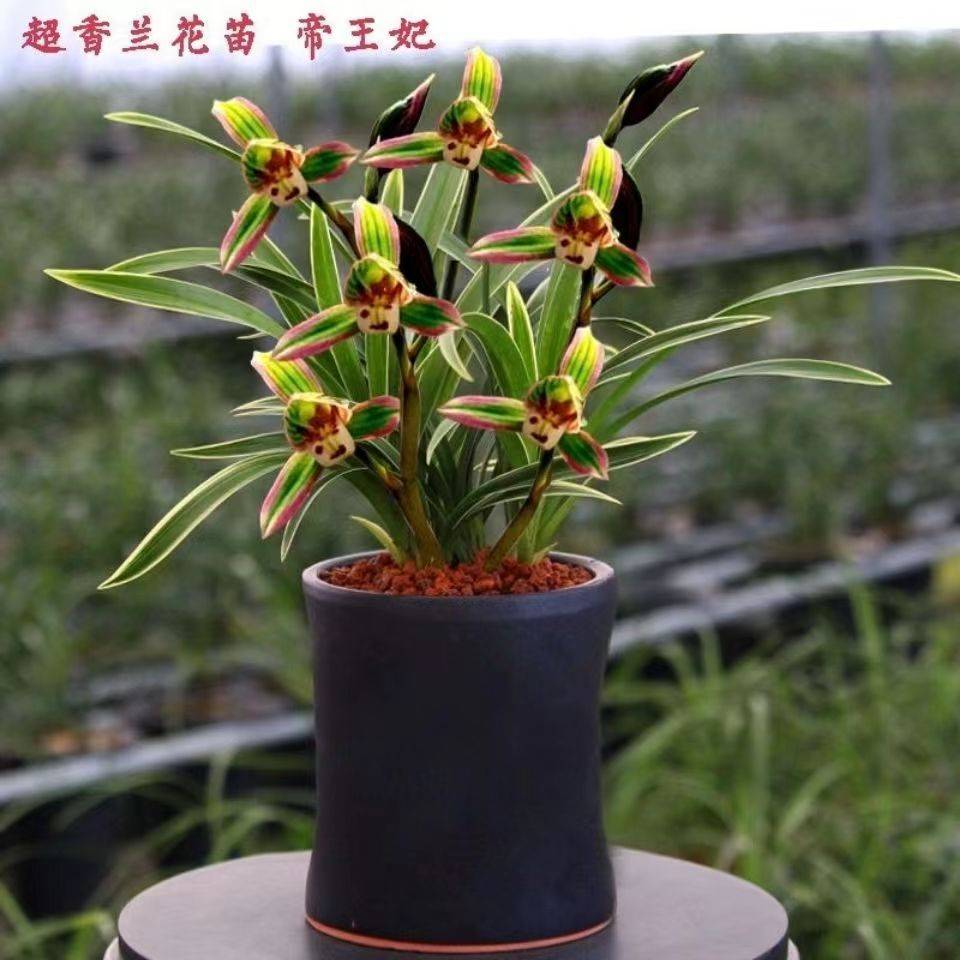 东方红荷 金龙冠兰花 建兰金边兰花帝王妃 紫月荷金边静荷金凤冠