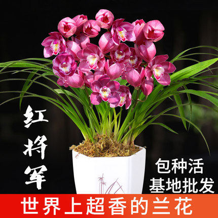 兰花苗盆栽大花蕙兰红双喜红将军兰花盆栽浓香好养室内花卉绿植