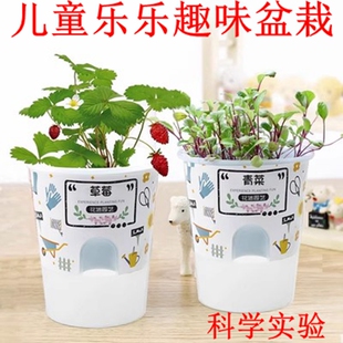 儿童种植盆栽幼儿园观察植物生长向日葵小学生自种幸运草学校礼物