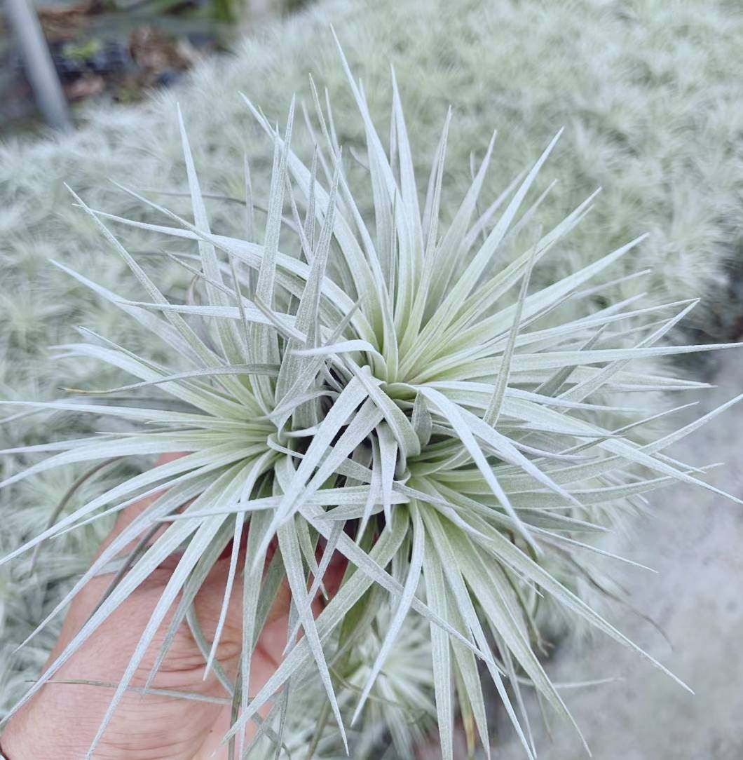 空气凤梨棉花糖休斯顿多头群生大号花期无土植物喷水即活懒人易养