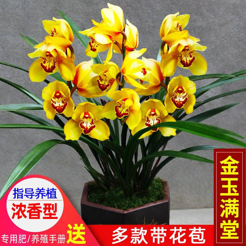 超香金玉满堂名贵兰花绿植
