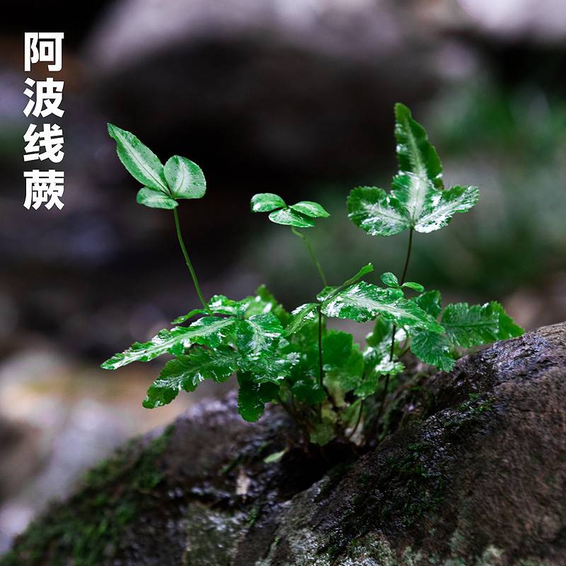 钮扣蕨鸟巢蕨微景鱼缸观水陆雨林缸假山瓶狼尾蕨凤尾水培阿波线蕨