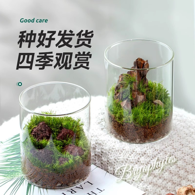 苔藓缸微景观苔藓盒小叶赤楠苔藓植物玻璃绿植物盆栽生态瓶小鱼缸-封面