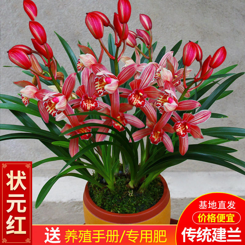 名贵兰花香水味花苞 建兰大将军状元红兰花 香妃兰花苗好养浓香型