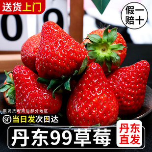 丹东99草莓东港大九九牛奶奶油正宗红颜草莓水果99当季 礼盒新鲜