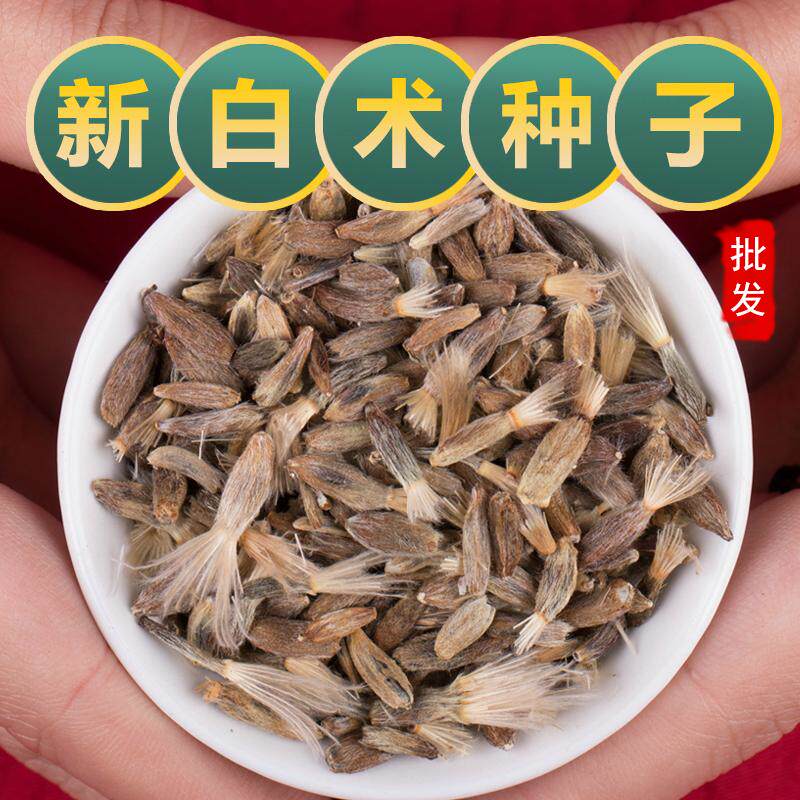 纯正改良白术种子正宗新采白术籽产地中药材白术种子籽春季大田播