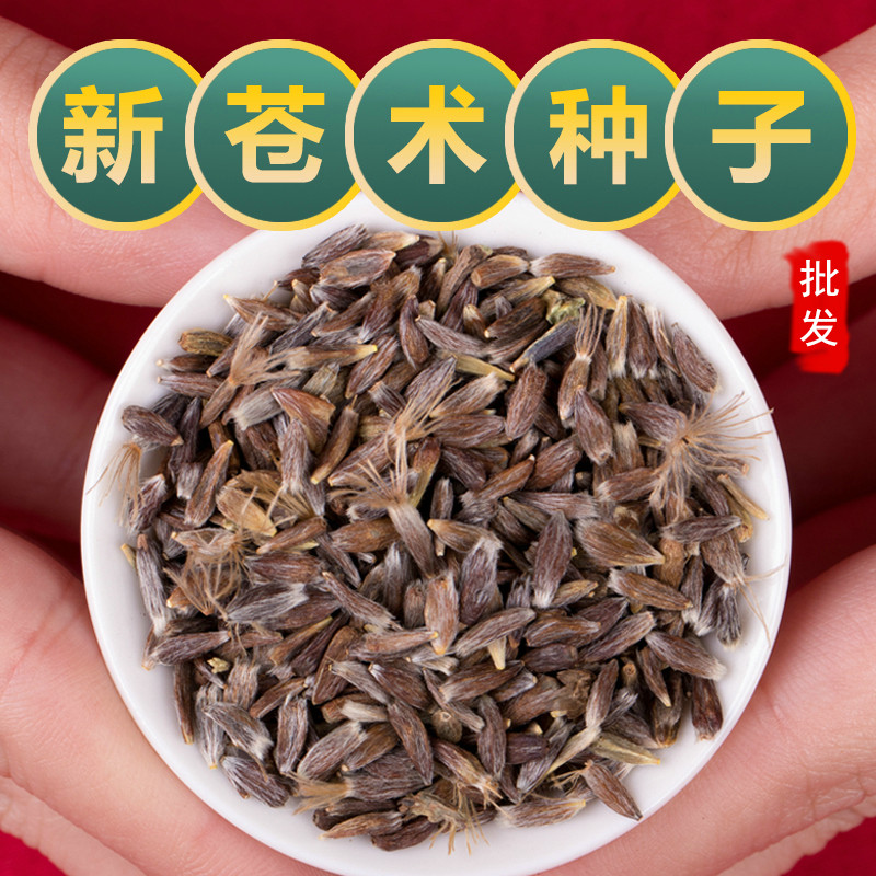北苍术籽中药材苍术苗种子纯新带朱砂点发芽指导种植四季播种