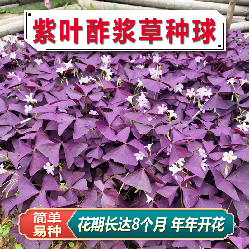紫叶酢浆草老桩三叶草幸运草阳台庭院绿化花卉盆栽好养活室内专用