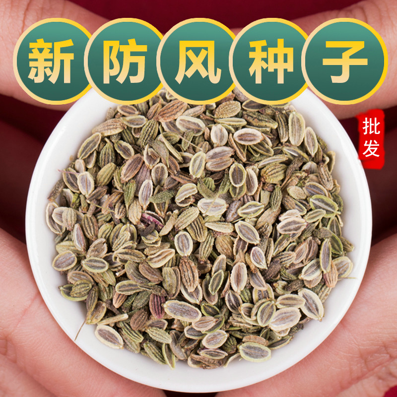 中药材防风种子关防风种子防风种籽新鲜防风苗春四季种植