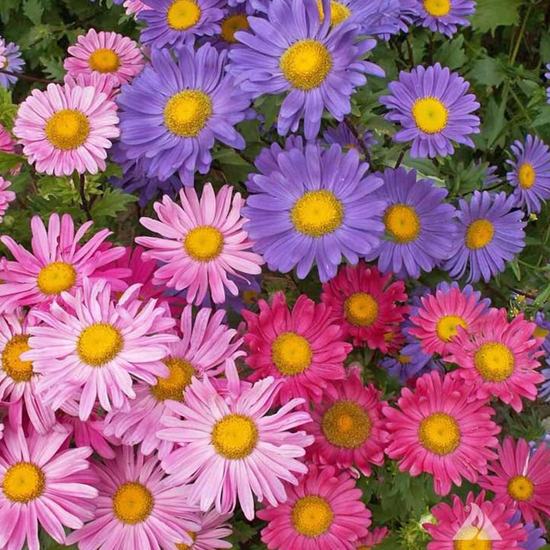 翠菊种子混色菊花种籽子花苗野菊花种籽子菊花种子盆栽易活四季