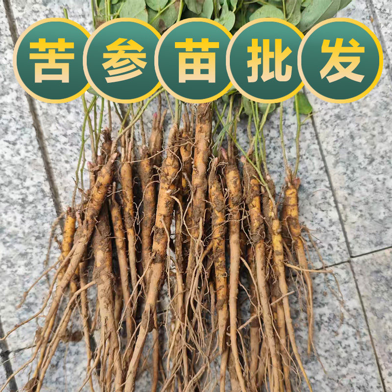 苦参苗中药材苦参新鲜种植苗地槐好汉枝野槐苗基地现挖中药苗