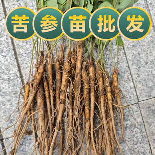 苦参苗中药材苦参新鲜种植苗地槐好汉枝野槐苗基地现挖中药苗