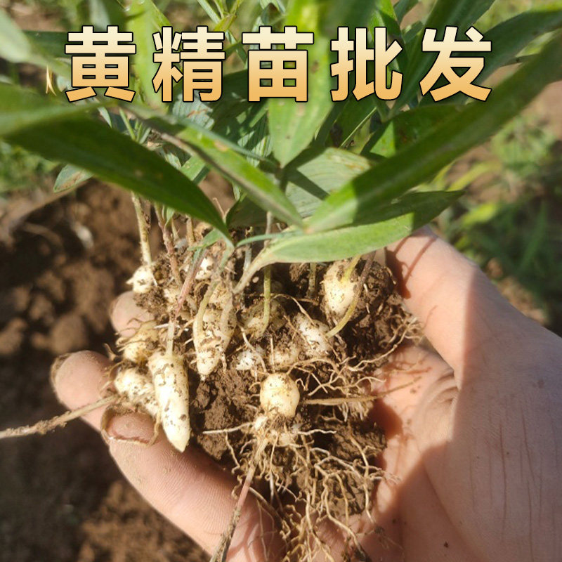黄精种苗中药材种植苗老虎姜鸡头黄精基地直销带芽发货农户大面积