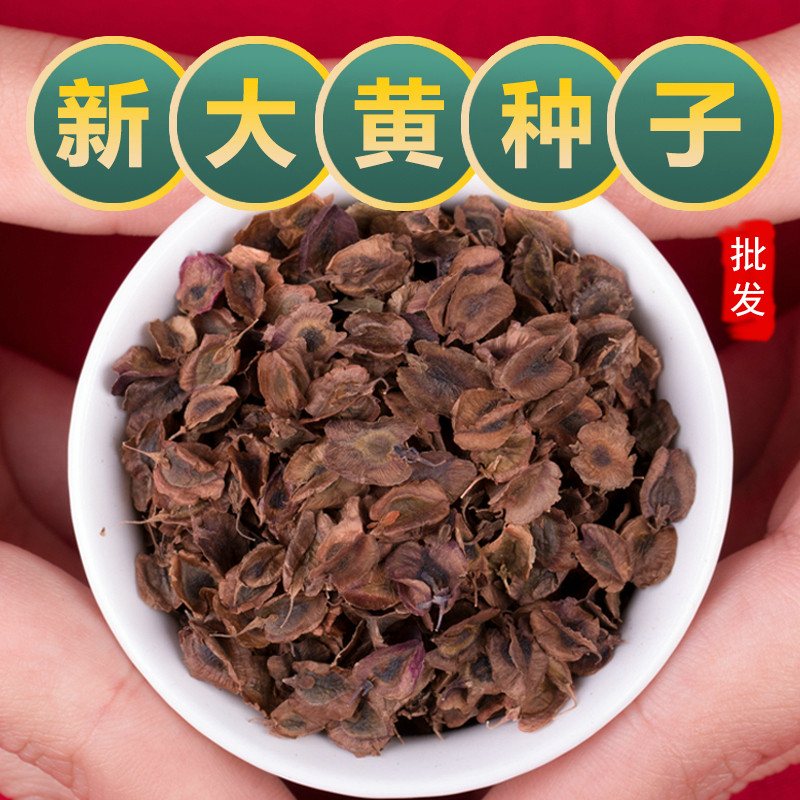 中药材马蹄大黄种子大黄种籽春阳台盆栽药材种四季种植苗