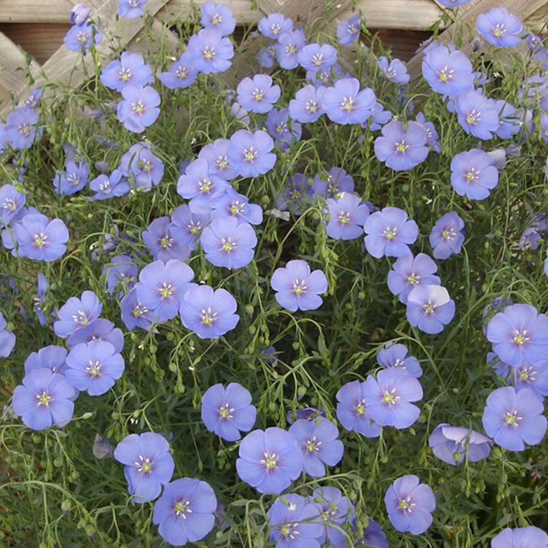 蓝花亚麻种子耐寒耐阴春秋播种多年生园林室外景观花坛庭院花种子