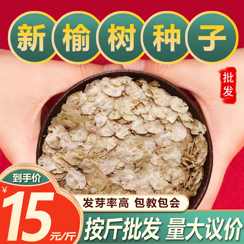 榆树籽榆树种子榆树墙籽榆树种籽金叶榆榆钱白榆家榆苗盆景大榆树
