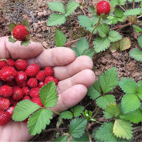 中药材蛇莓种子蛇莓籽地被花籽野草莓多年生园林盆栽四季苗花卉