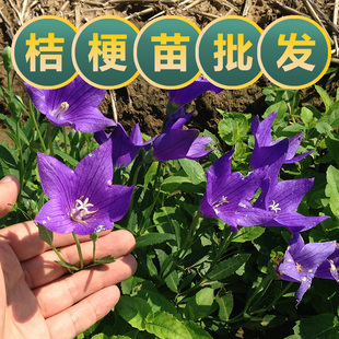 新鲜桔梗苗带芽发货狗宝咸菜桔梗花种植苗百草园观赏盆栽露天种植