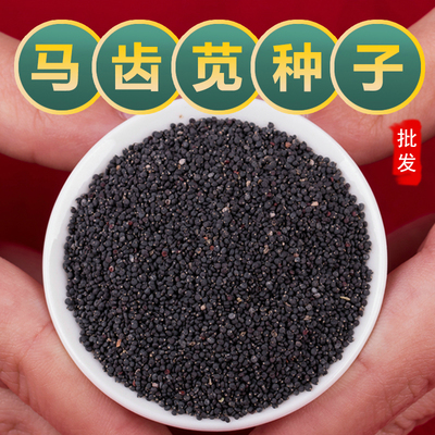 马齿苋籽新鲜中药材种子马齿笕蚂蚱菜食用野菜盆栽蔬菜大花太阳花