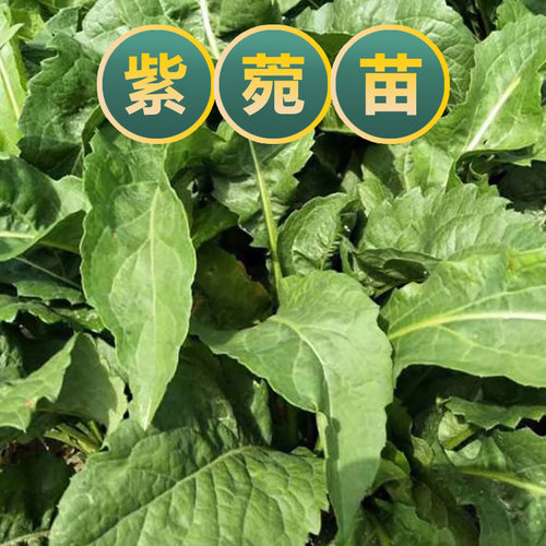 紫菀根苗小辫紫苑种子苗百草园中小学生幼儿园观察研学药材苗易活