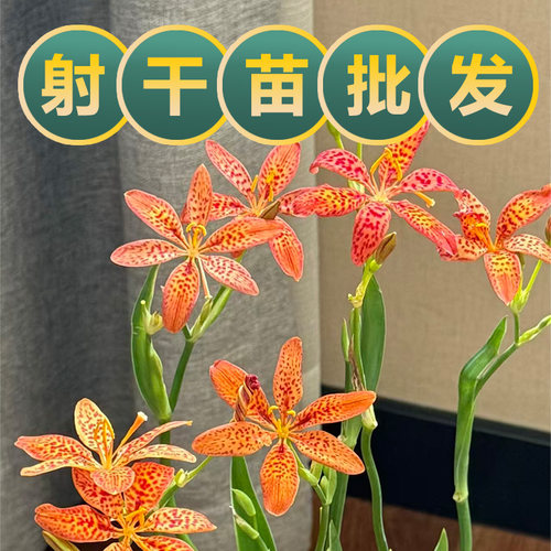 射干花苗现挖红花射干根庭院观赏中药材苗基地另有知母苗丹参苗