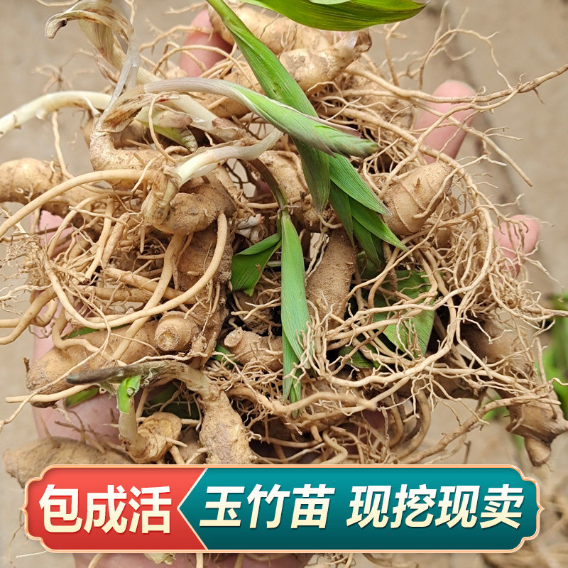 玉竹种苗中药材种苗大全新鲜现挖玉竹根苗黄芪何首乌麦冬草桔梗花