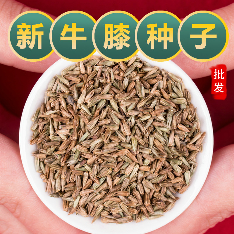 牛膝种子中药材2024新种怀牛膝种籽山苋菜牛夕四季易种川牛膝