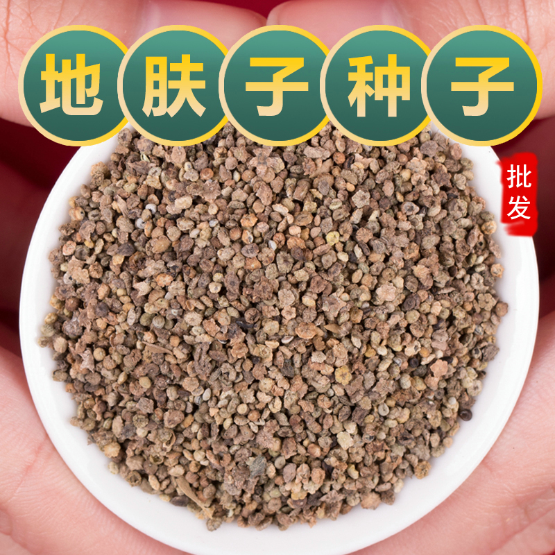 地肤子中药种子食用地肤子苗扫帚苗籽盆菜观赏蔬菜孑孔雀松野菜