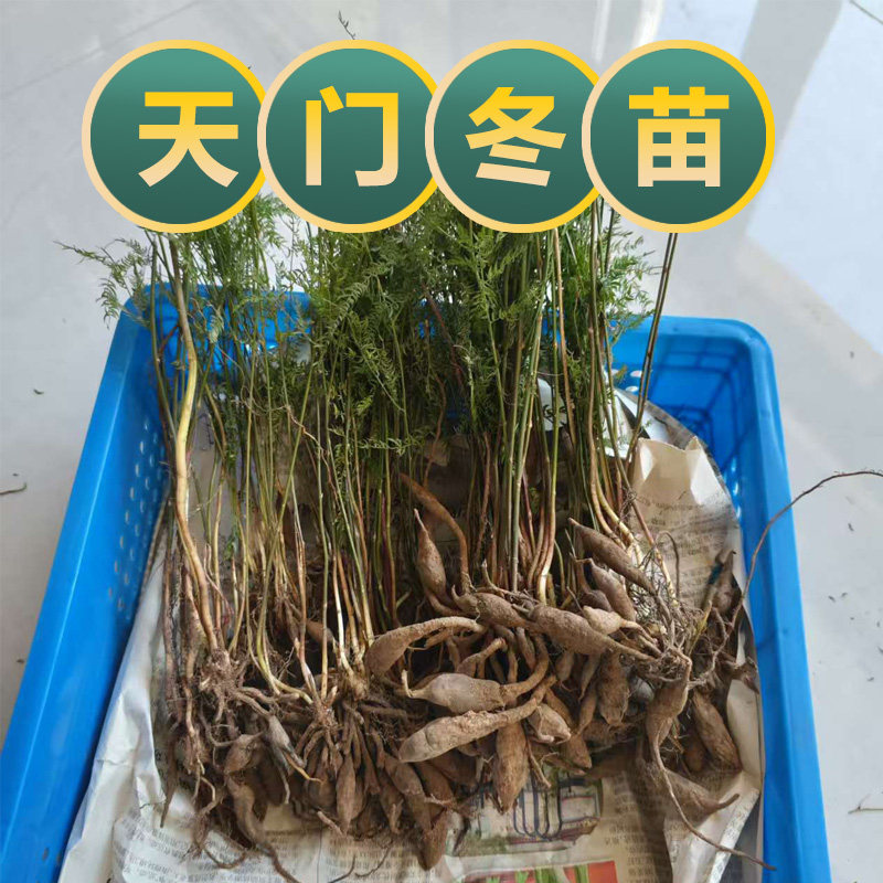 天门冬苗新鲜现挖中药材天门冬苗种苗基地直发中药材种苗可种植