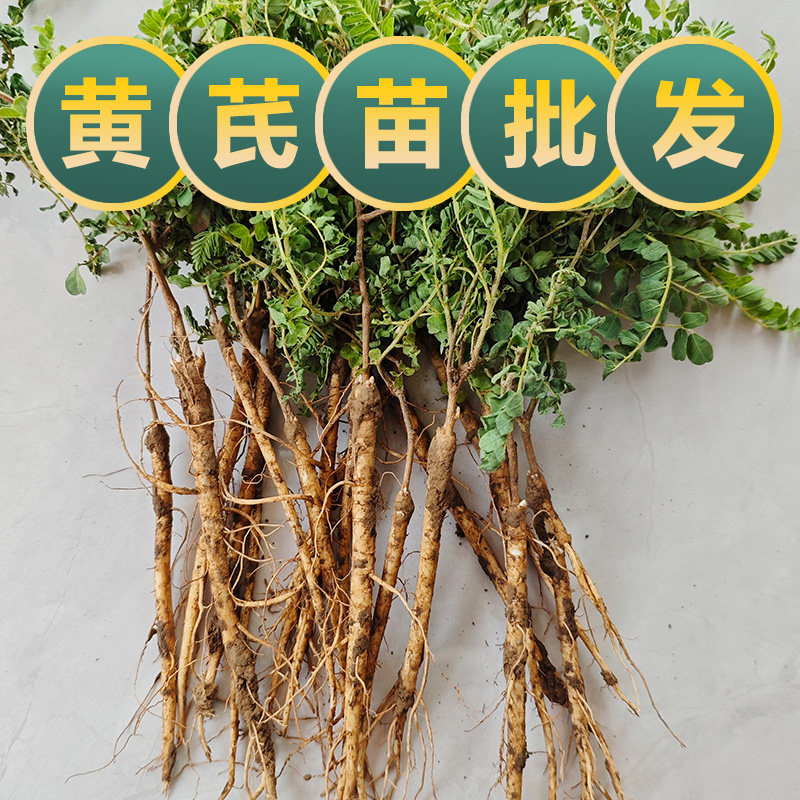 黄芪种植苗黄芪苗中药材名贵药材种植苗大全党参当归黄精甘草黄芩