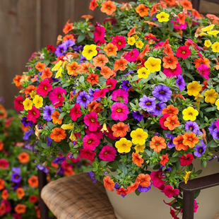 牵牛花种孑牵牛花种子垂吊矮牵牛花籽七彩花苗盆栽宿根四季喇叭花