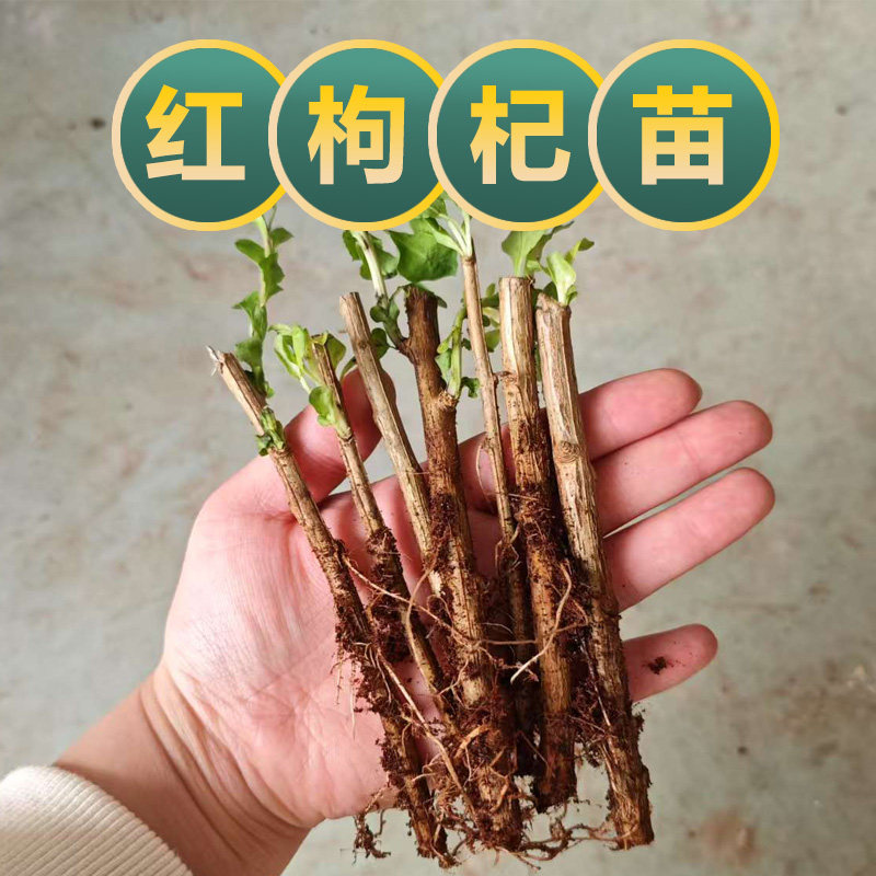 枸杞苗树苗宁夏枸杞苗树苗基地直发中药材苗虎杖苗虎杖苗刺五加苗