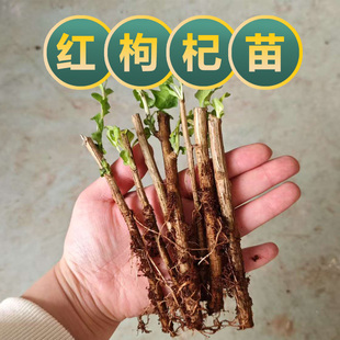 枸杞苗树苗宁夏枸杞苗树苗基地直发中药材苗虎杖苗虎杖苗刺五加苗