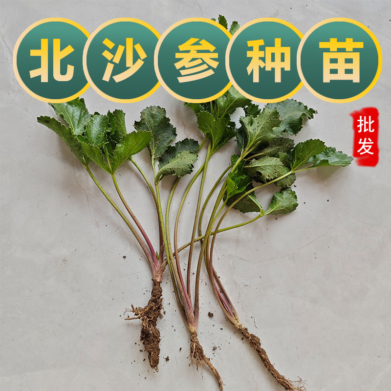 北沙参苗中药材沙参苗药食同源煲汤沙参中草药百草园学生研学观察