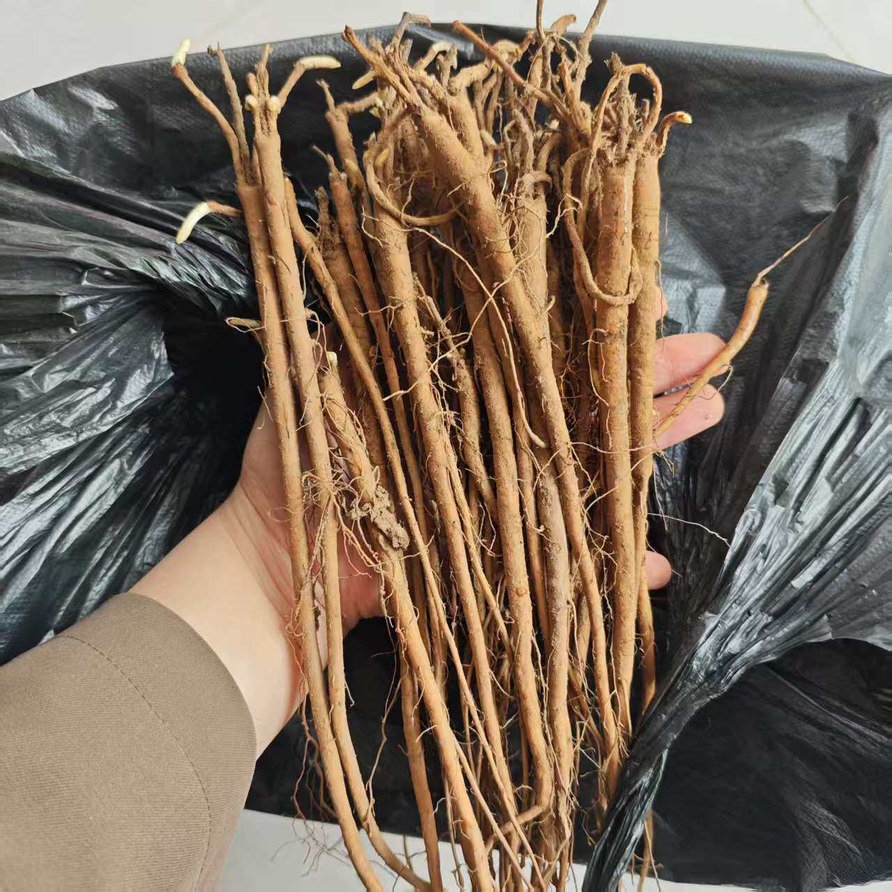 甘草苗中药材甘草种植苗基地直发黄芪苗玄参苗苦参苗大面积可种植