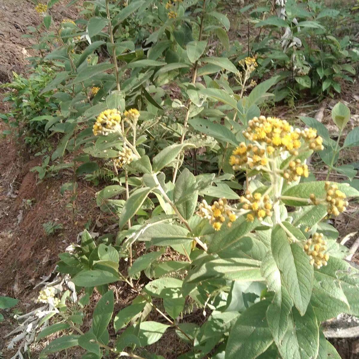白面风根山白芷乌脚鸡寻骨风根头乌根羊耳菊白牛胆根芷枝叶新鲜