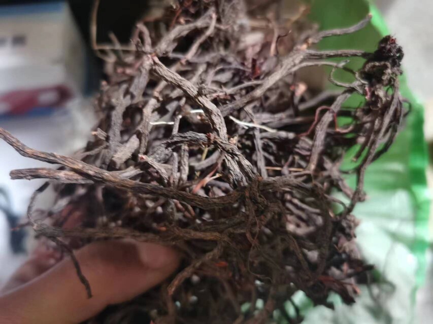 云南纯生态中药材小红参 滇紫参 小红药 小舒筋 正品包邮