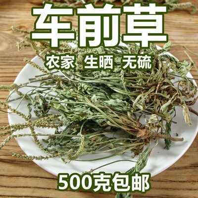 贵州野生当季野生整颗车前草全草新鲜干货泡茶煮水中草药车前草