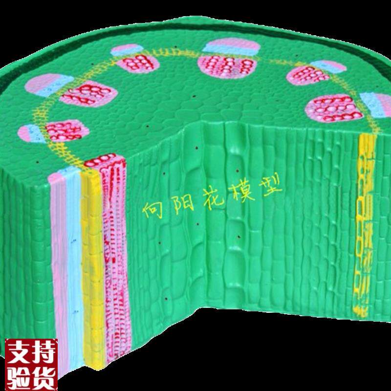 向阳花正品双子叶模w型草本植物生物模型教学模型
