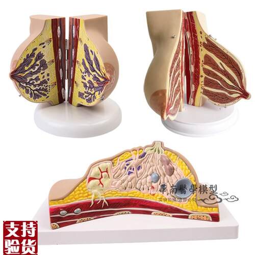 人体1:1乳房模型乳腺解剖女性生殖科普M教育教学健康厂家直销