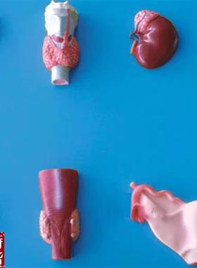 人体内分泌器p官模型GD/A19002