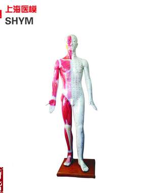 上海医模标准针灸穴位人体模型178cm厂家直销1R78CM高医学模型