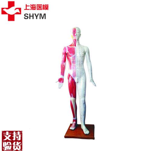 上海医模标准针灸穴位人体模型178cm厂家直销1R78CM高医学模型